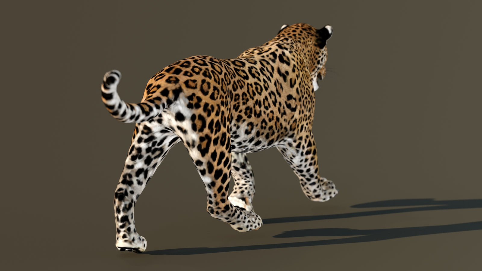 Leopard 3D Model Animated 360° view 4 frame 72