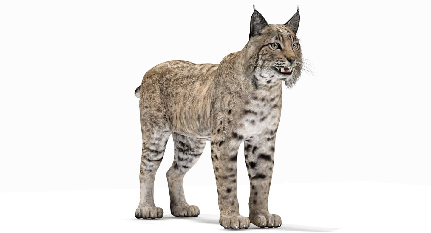 Lifelike Bobcat 3D Model for Download
