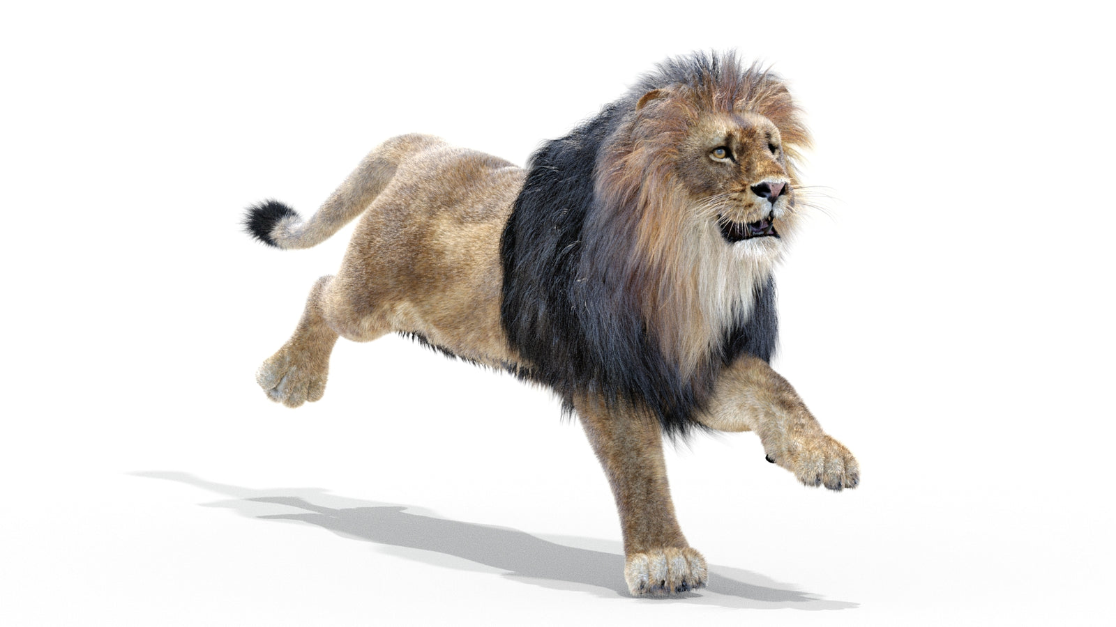 Animated Lion 3D Model with Fur 360° view 3 frame 3