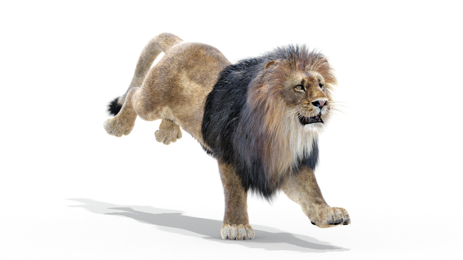 Animated Lion 3D Model with Fur 360° view 3 frame 7