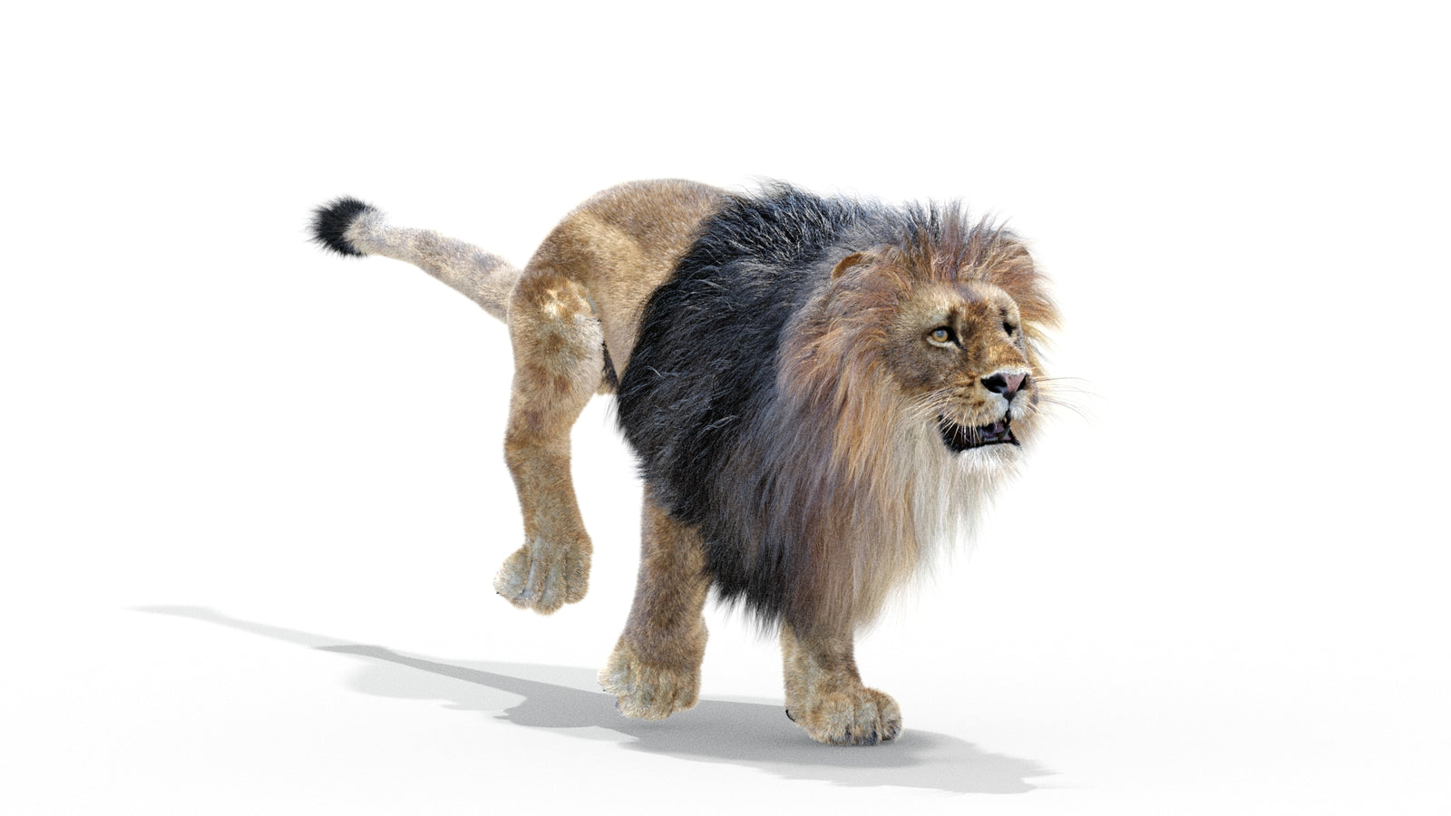 Animated Lion 3D Model with Fur 360° view 3 frame 12