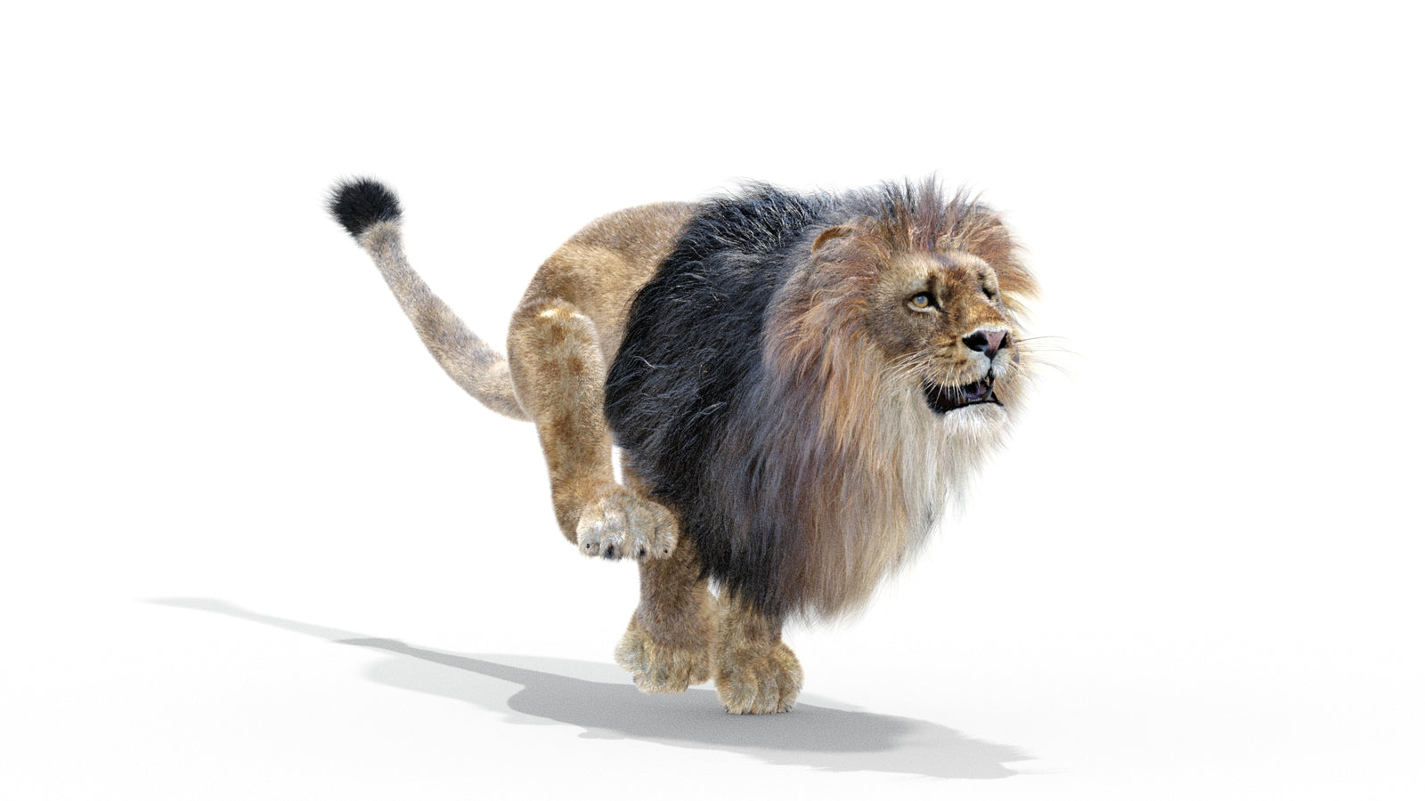 Animated Lion 3D Model with Fur 360° view 3 frame 14