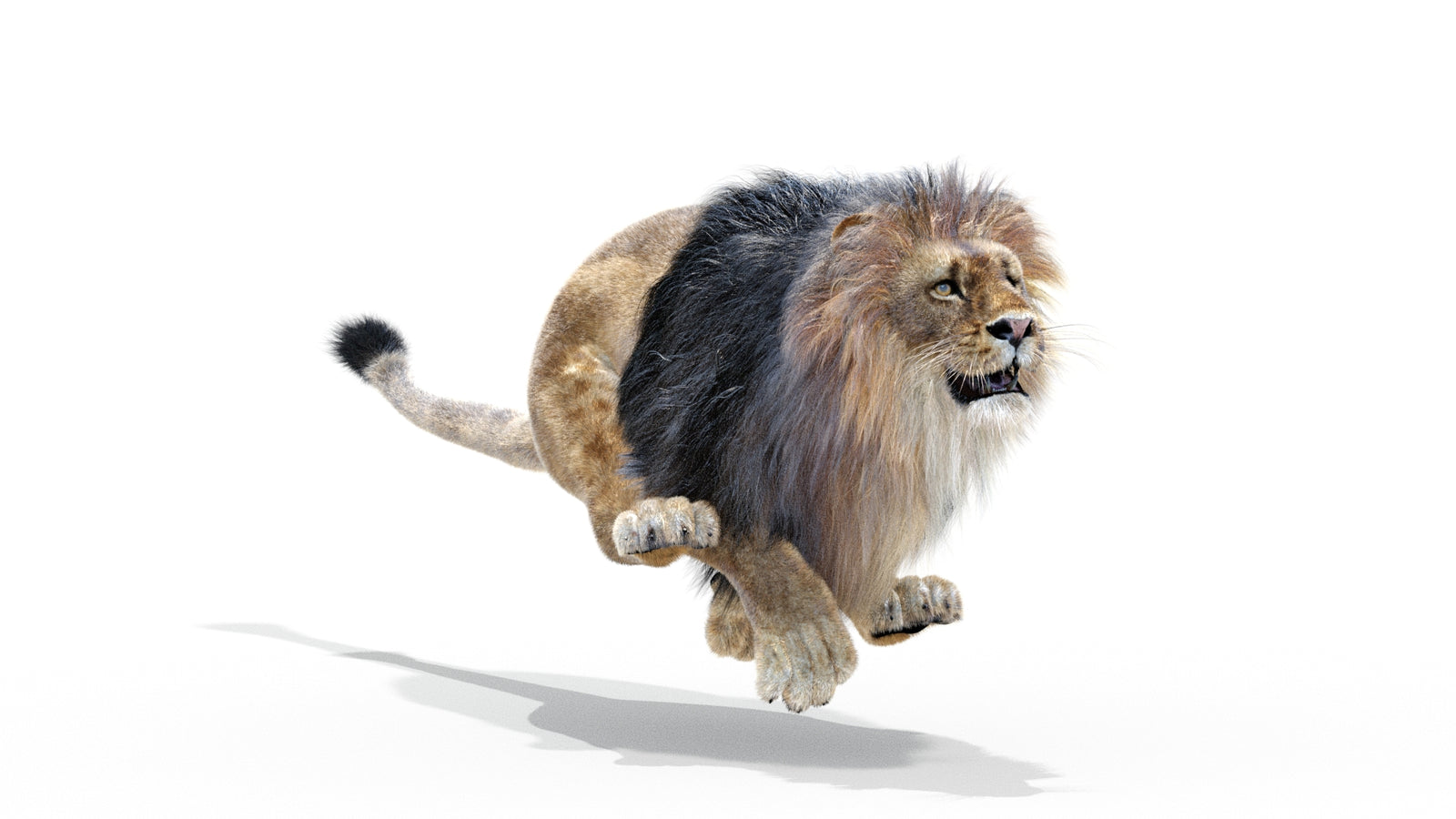 Animated Lion 3D Model with Fur 360° view 3 frame 16