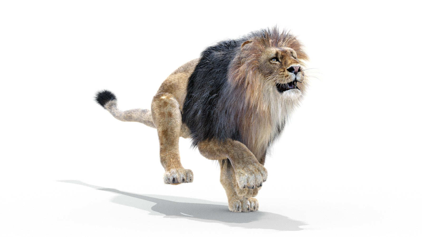 Animated Lion 3D Model with Fur 360° view 3 frame 18