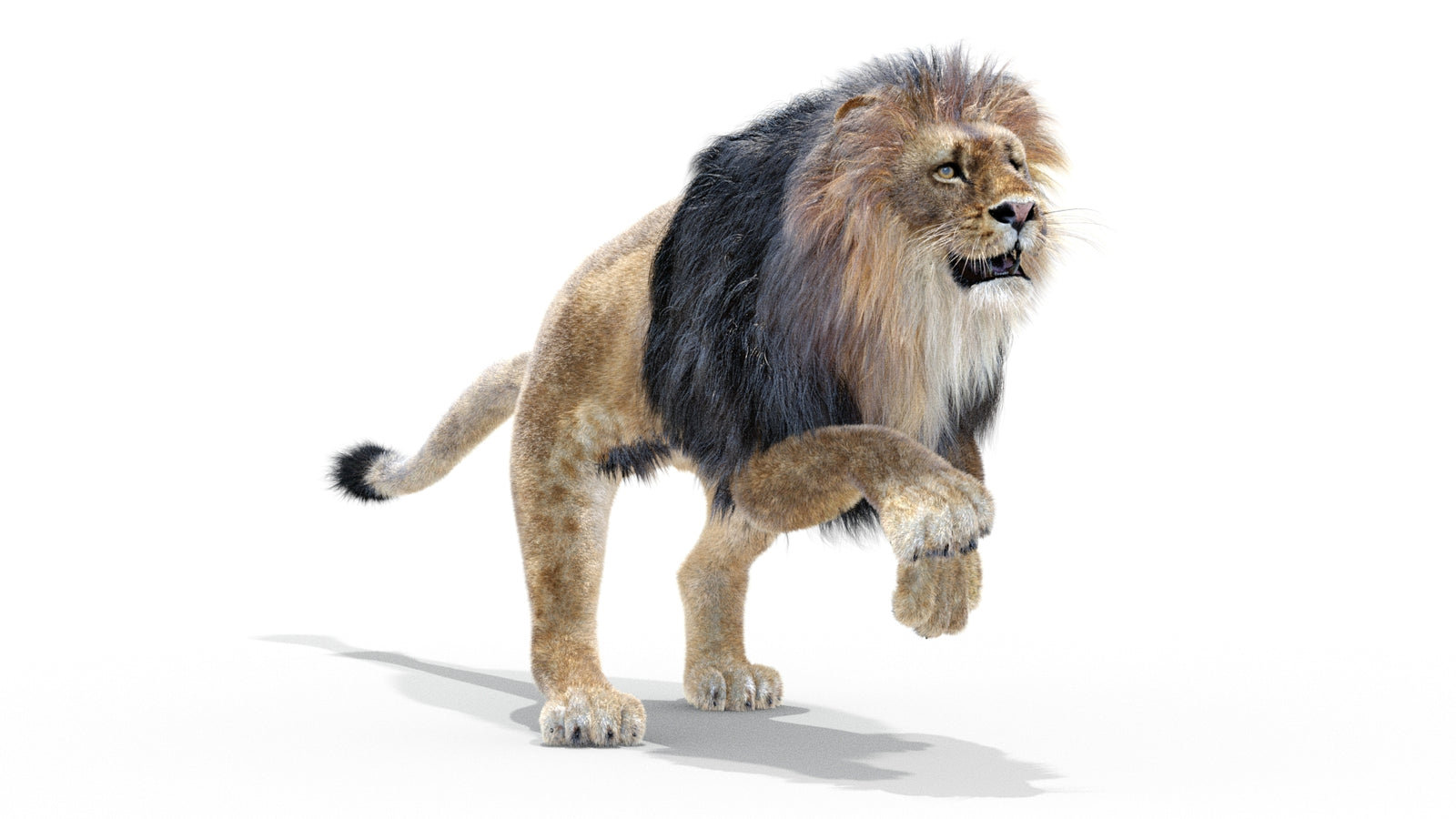 Animated Lion 3D Model with Fur 360° view 3 frame 20