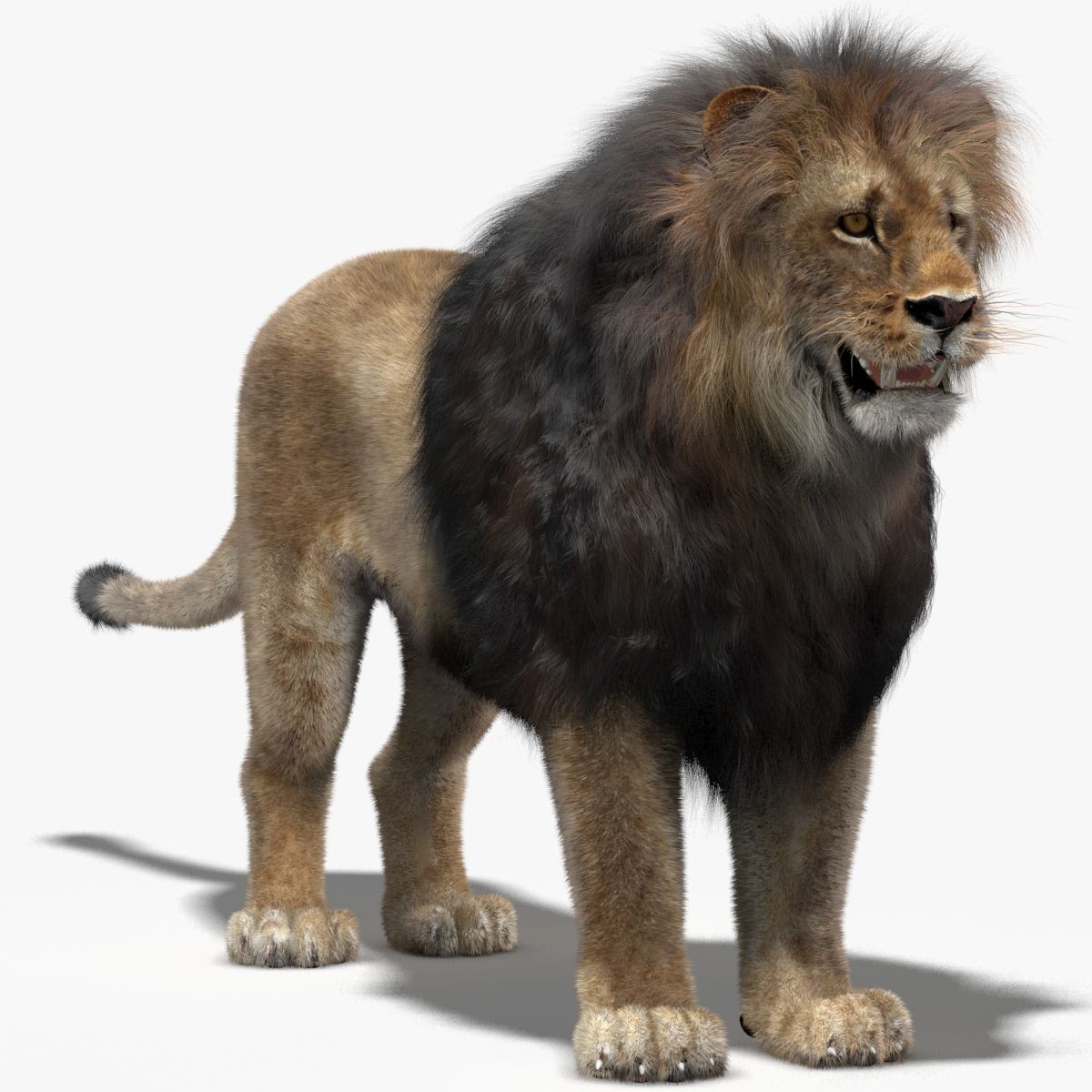 Lion 3D Model with Fur