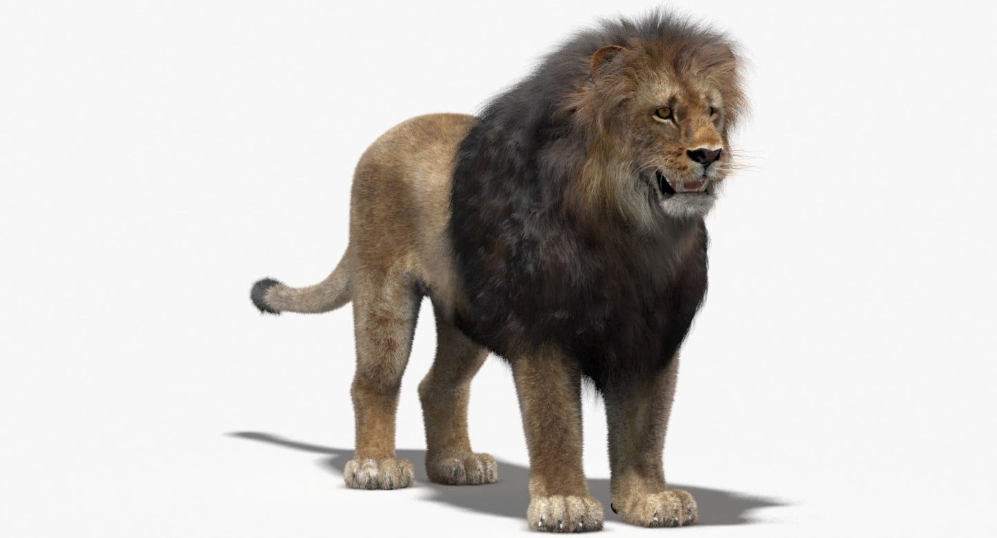 Realistic Lion 3D Model with Fur