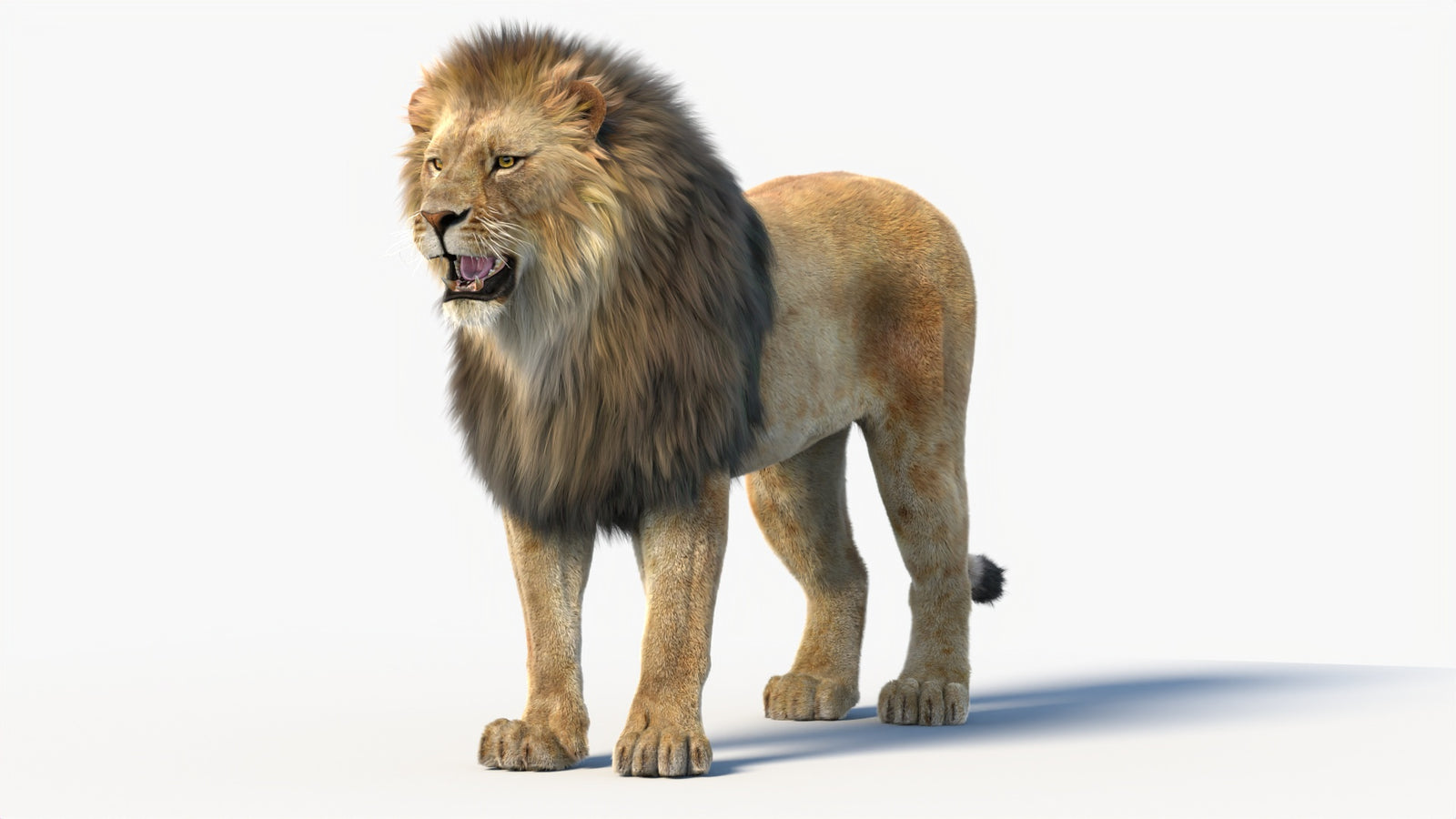 Animated Lion 3D Model with Fur 360° view 1 frame 1