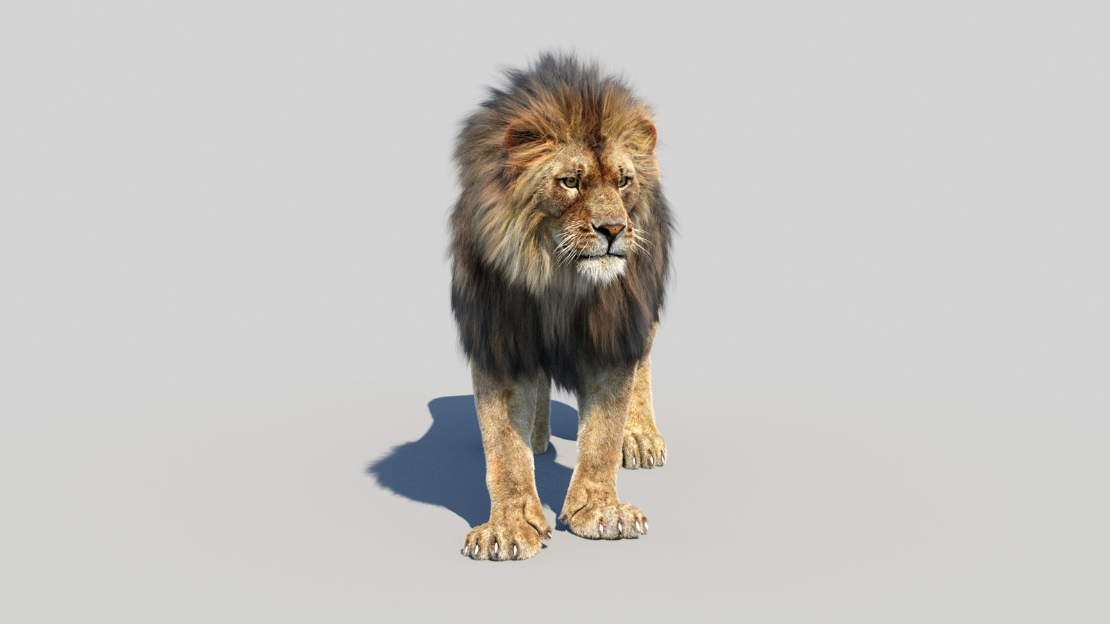 Animated Lion 3D Model Fur 360° view 1 frame 1
