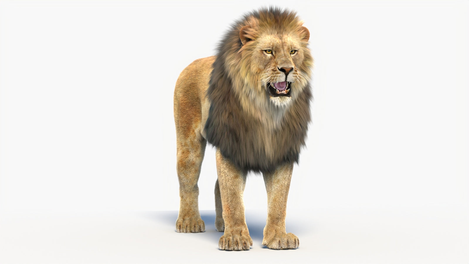 Animated Lion 3D Model with Fur 360° view 1 frame 5
