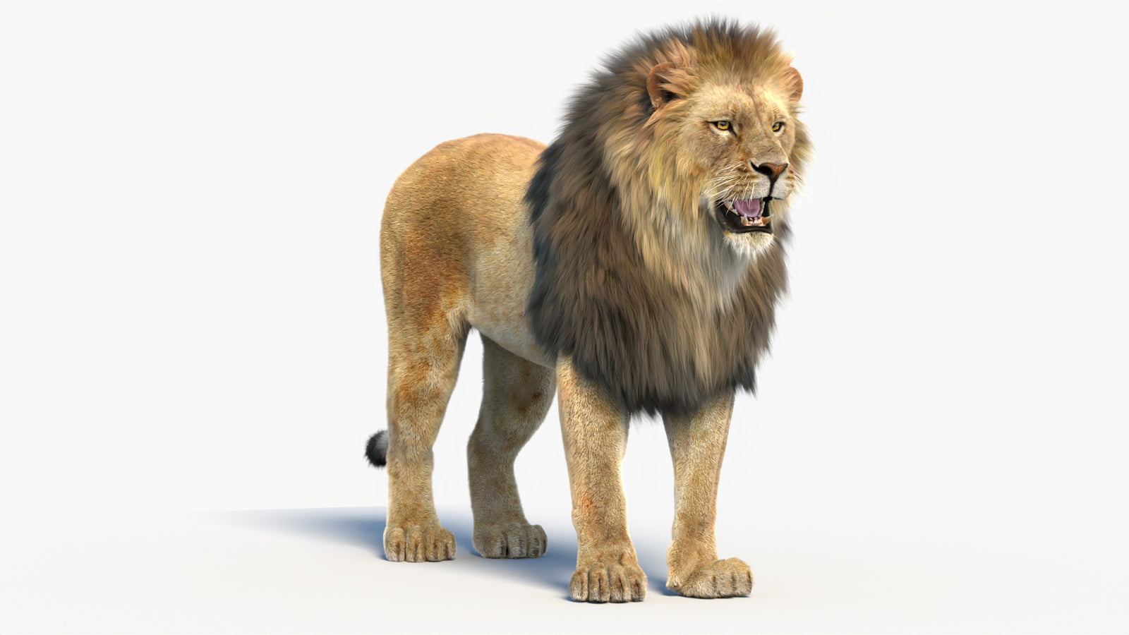 Animated Lion 3D Model with Fur 360° view 1 frame 6