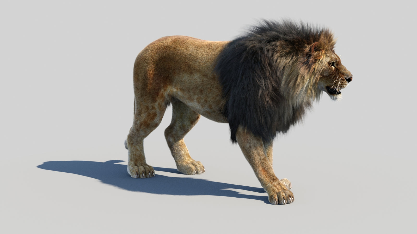 Animated Lion 3D Model Fur 360° view 1 frame 6