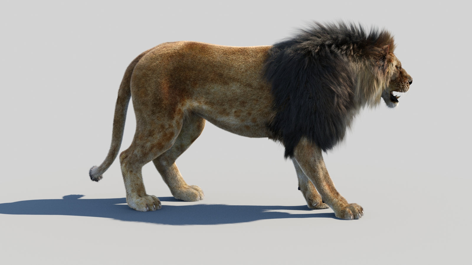 Animated Lion 3D Model Fur 360° view 1 frame 9