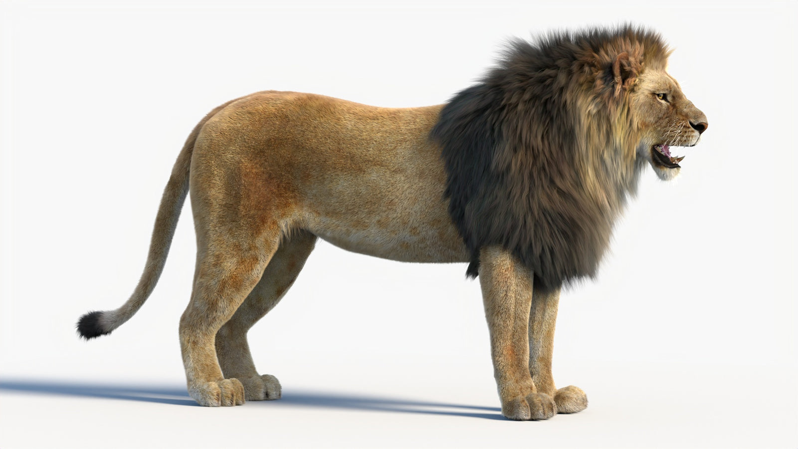 Animated Lion 3D Model with Fur 360° view 1 frame 10