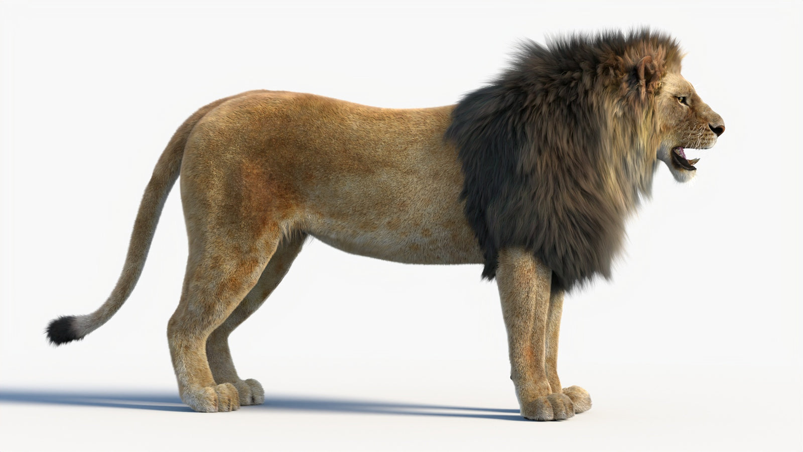Animated Lion 3D Model with Fur 360° view 1 frame 11