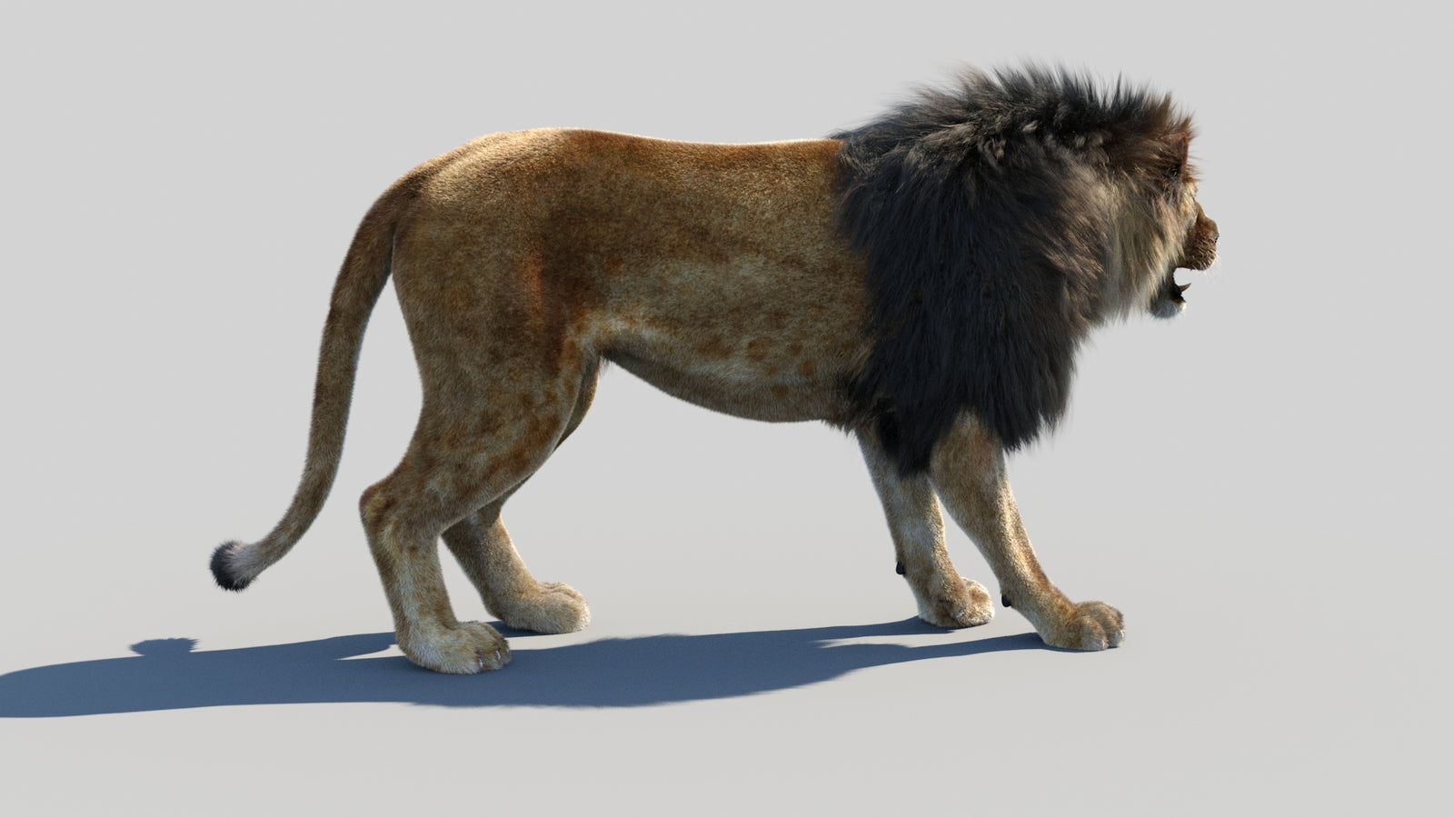Animated Lion 3D Model Fur 360° view 1 frame 11