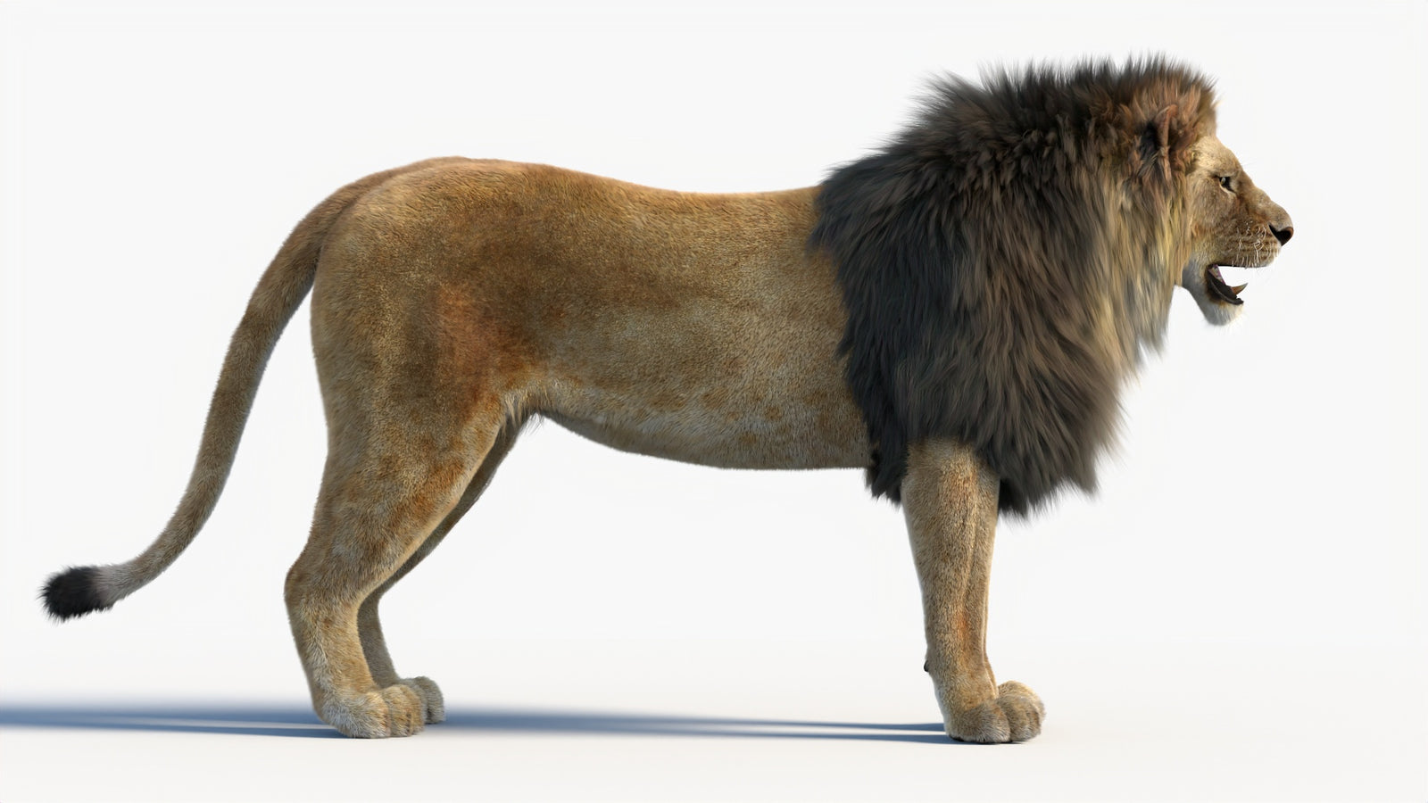 Animated Lion 3D Model with Fur 360° view 1 frame 12
