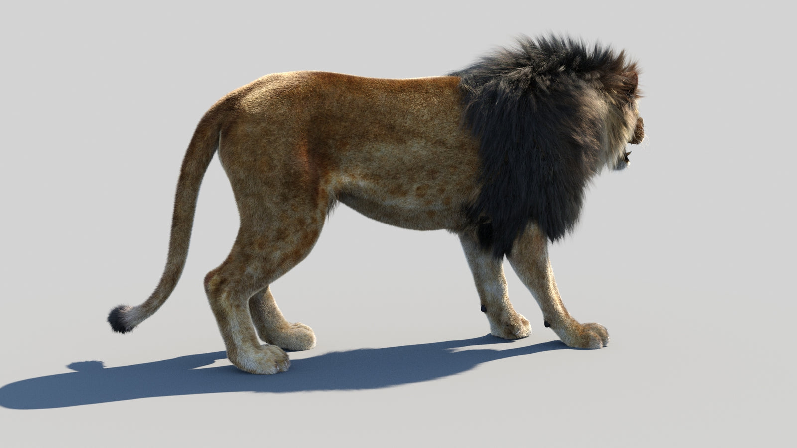 Animated Lion 3D Model Fur 360° view 1 frame 12