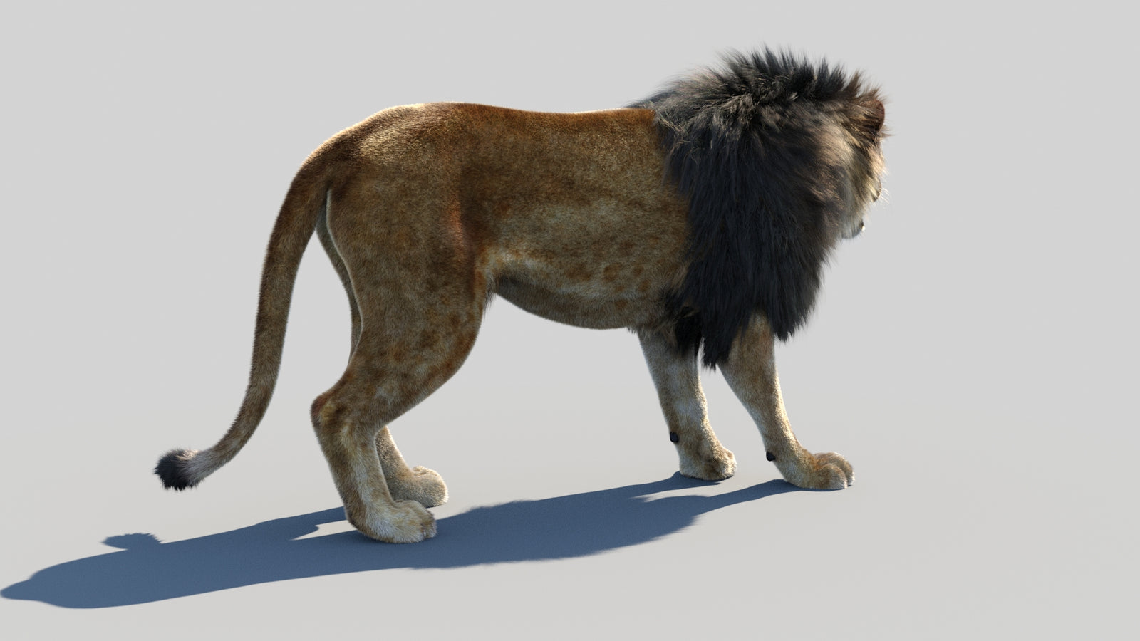 Animated Lion 3D Model Fur 360° view 1 frame 13