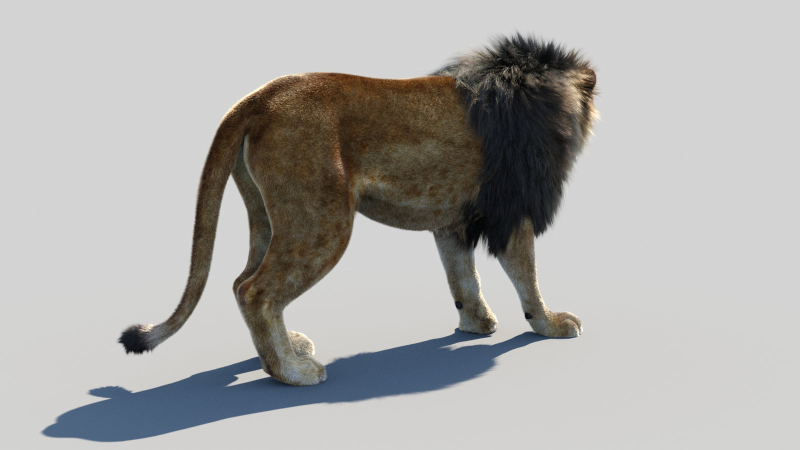 Animated Lion 3D Model Fur 360° view 1 frame 14