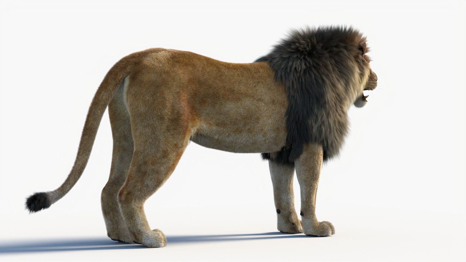 Animated Lion 3D Model with Fur 360° view 1 frame 16