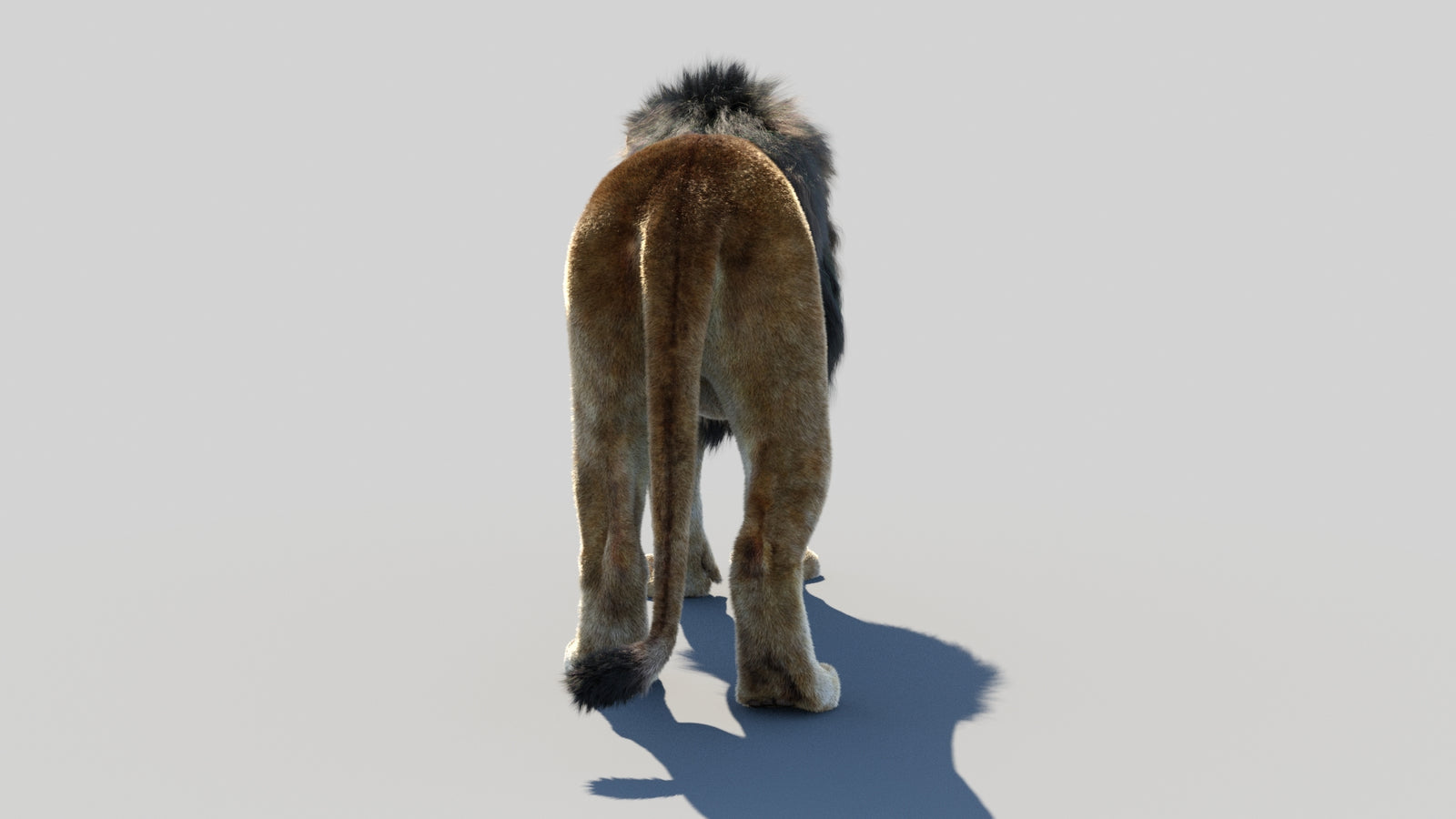 Animated Lion 3D Model Fur 360° view 1 frame 19