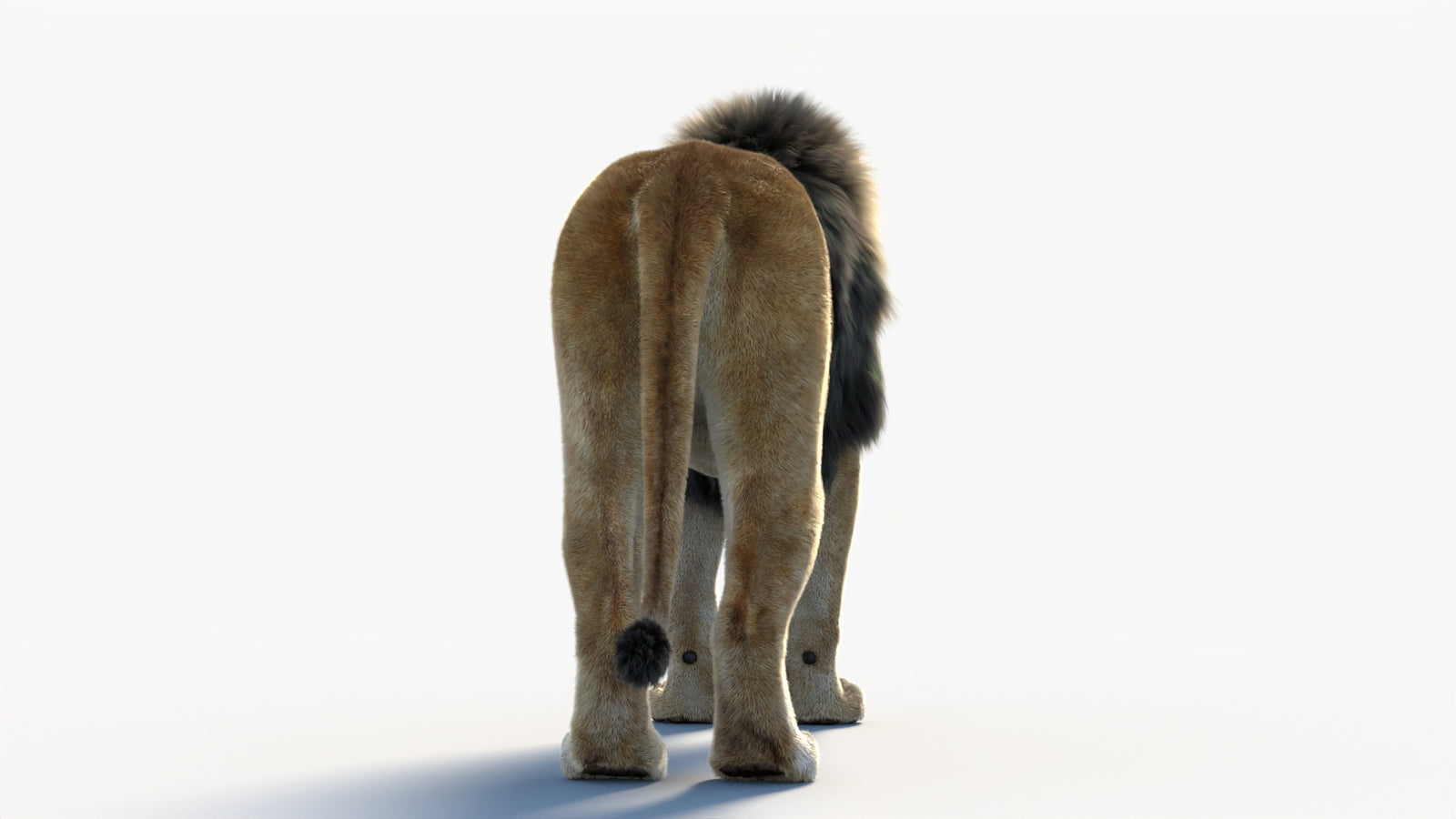 Animated Lion 3D Model with Fur 360° view 1 frame 21