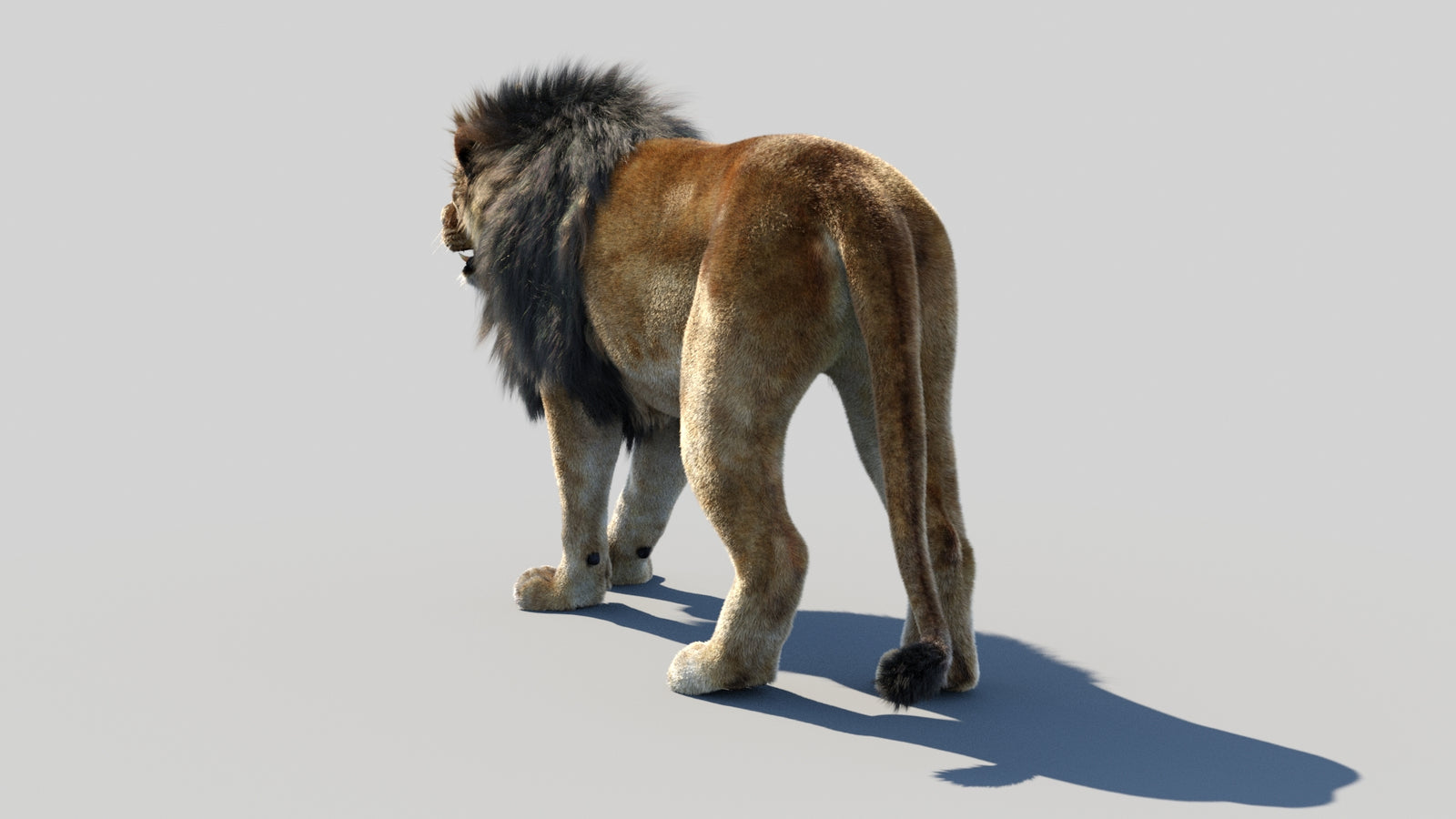 Animated Lion 3D Model Fur 360° view 1 frame 22