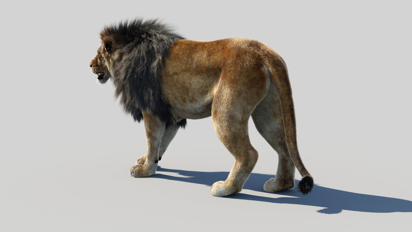 Animated Lion 3D Model Fur 360° view 1 frame 24