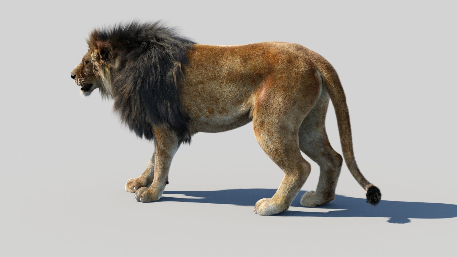 Animated Lion 3D Model Fur 360° view 1 frame 26