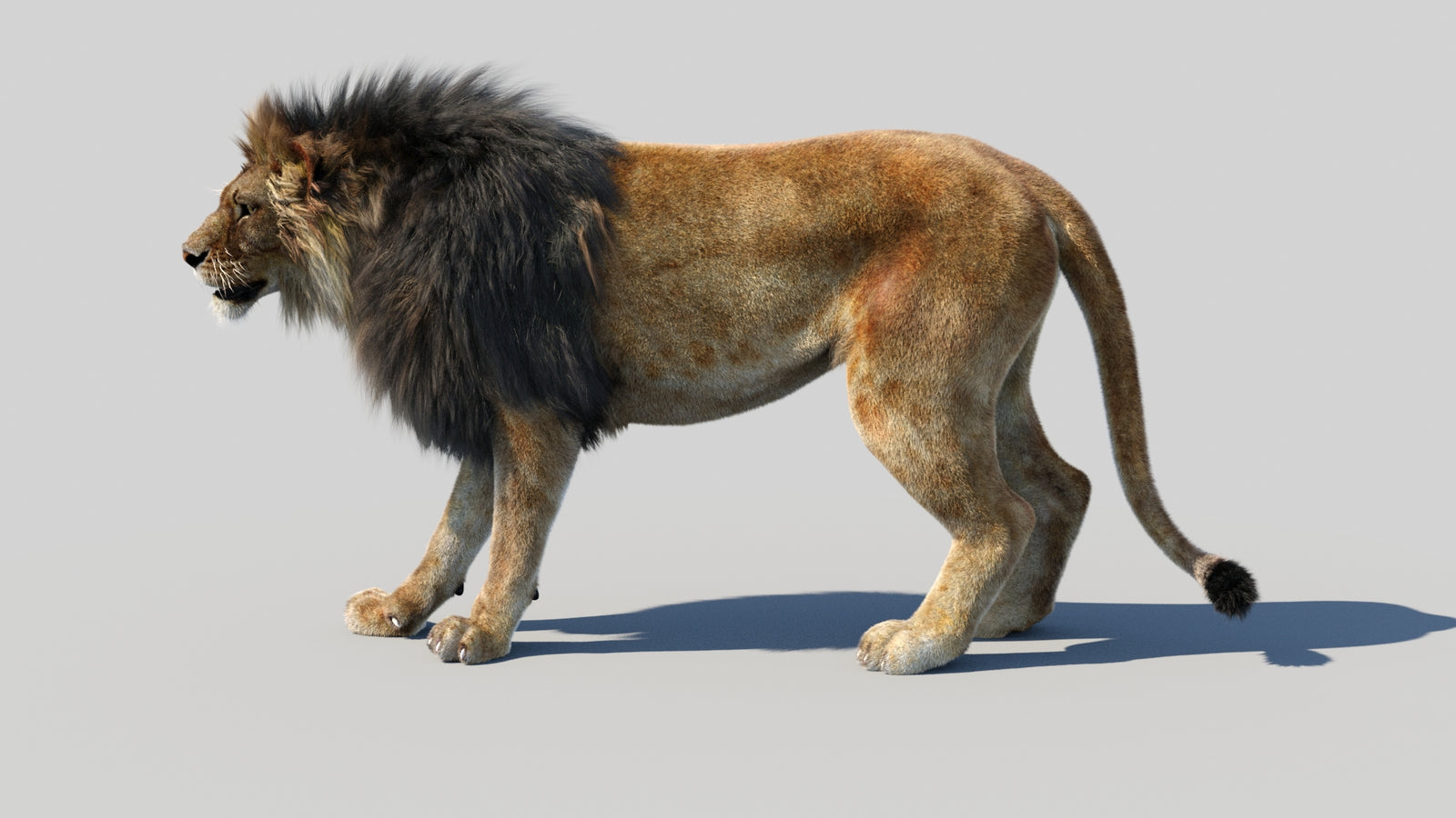Animated Lion 3D Model Fur 360° view 1 frame 28