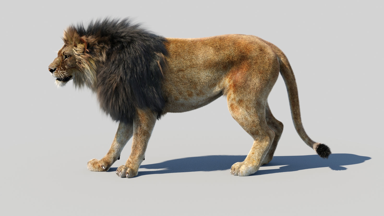 Animated Lion 3D Model Fur 360° view 1 frame 29