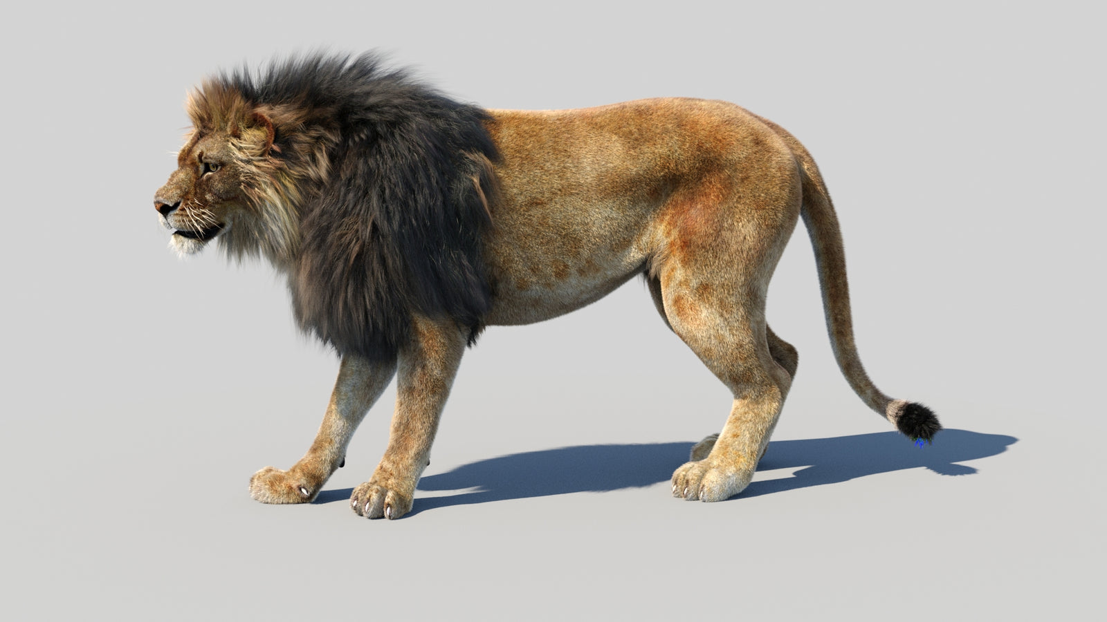 Animated Lion 3D Model Fur 360° view 1 frame 30
