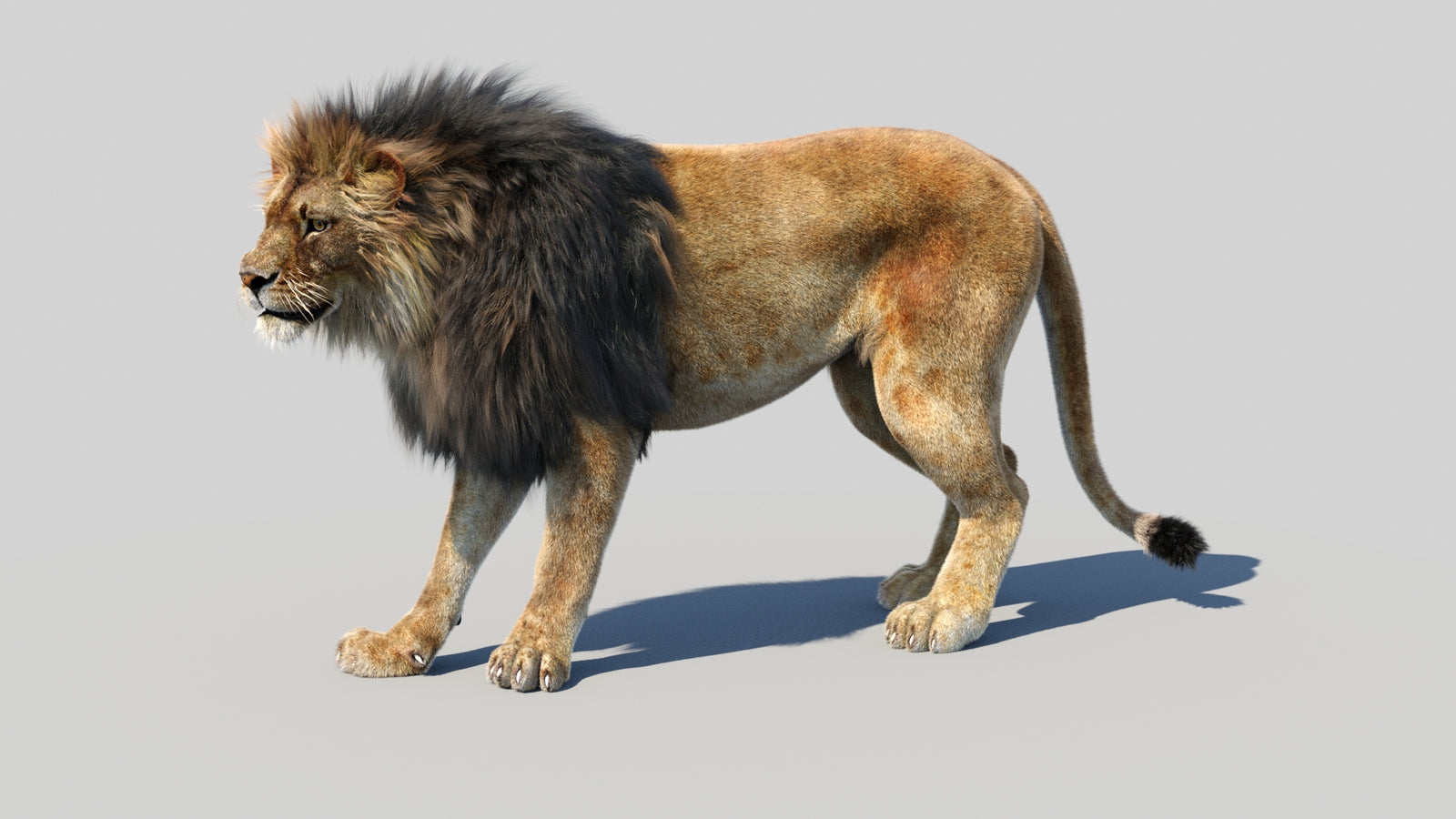 Animated Lion 3D Model Fur 360° view 1 frame 31