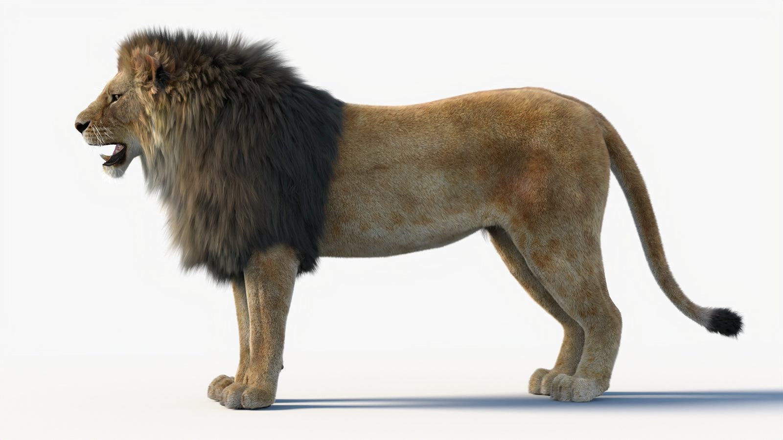 Animated Lion 3D Model with Fur 360° view 1 frame 32
