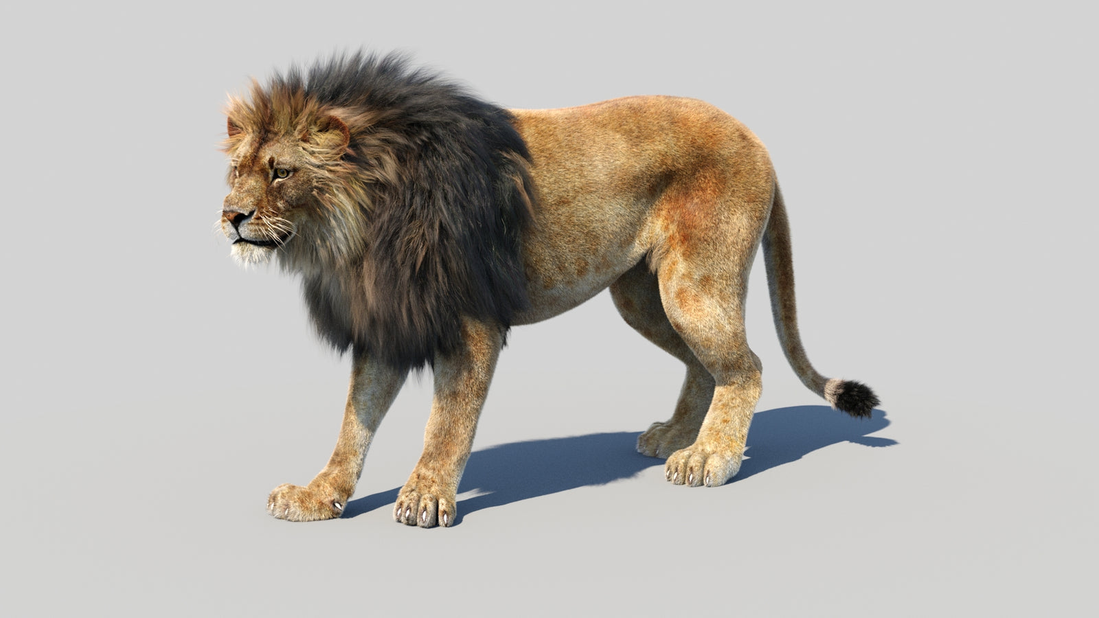 Animated Lion 3D Model Fur 360° view 1 frame 32