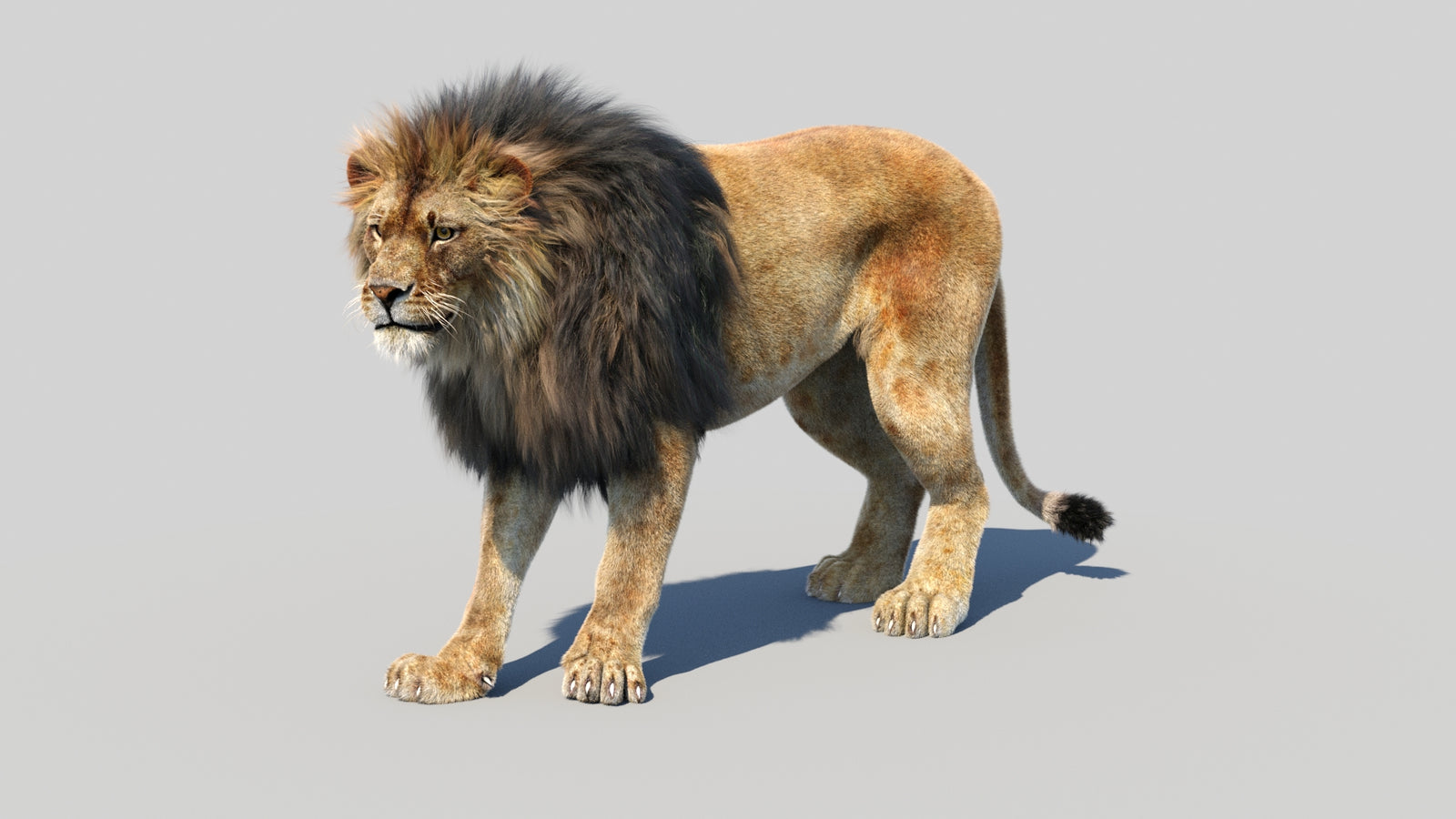 Animated Lion 3D Model Fur 360° view 1 frame 33