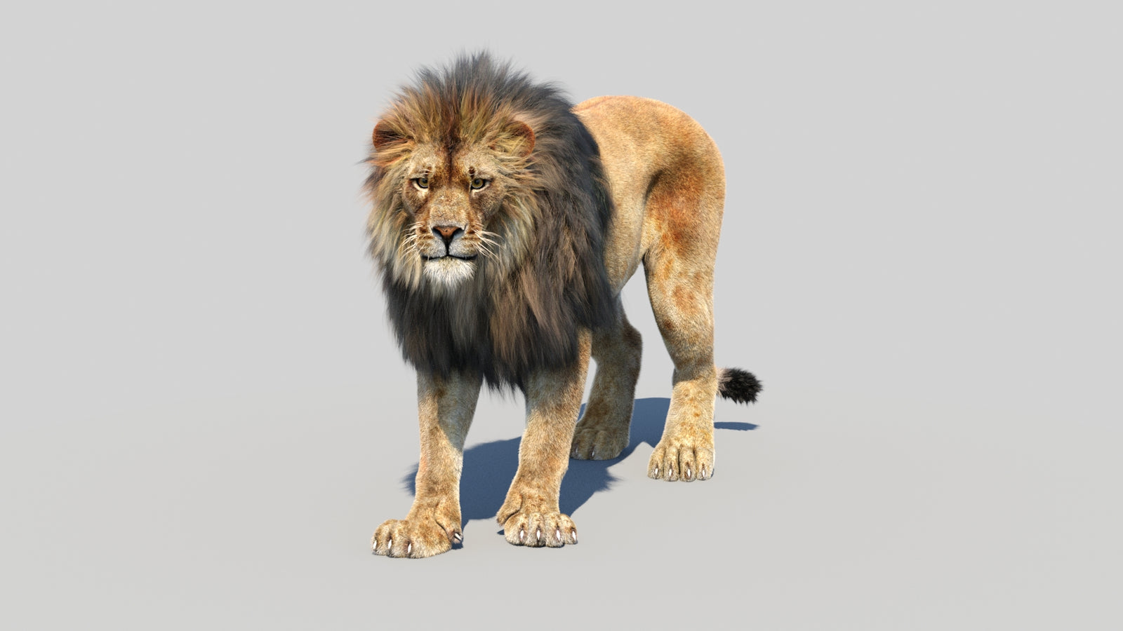 Animated Lion 3D Model Fur 360° view 1 frame 35