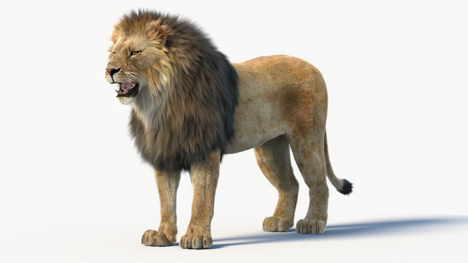 Animated Lion 3D Model with Fur 360° view 1 frame 36