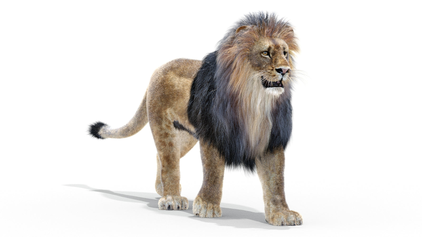 Animated Lion 3D Model with Fur 360° view 2 frame 2