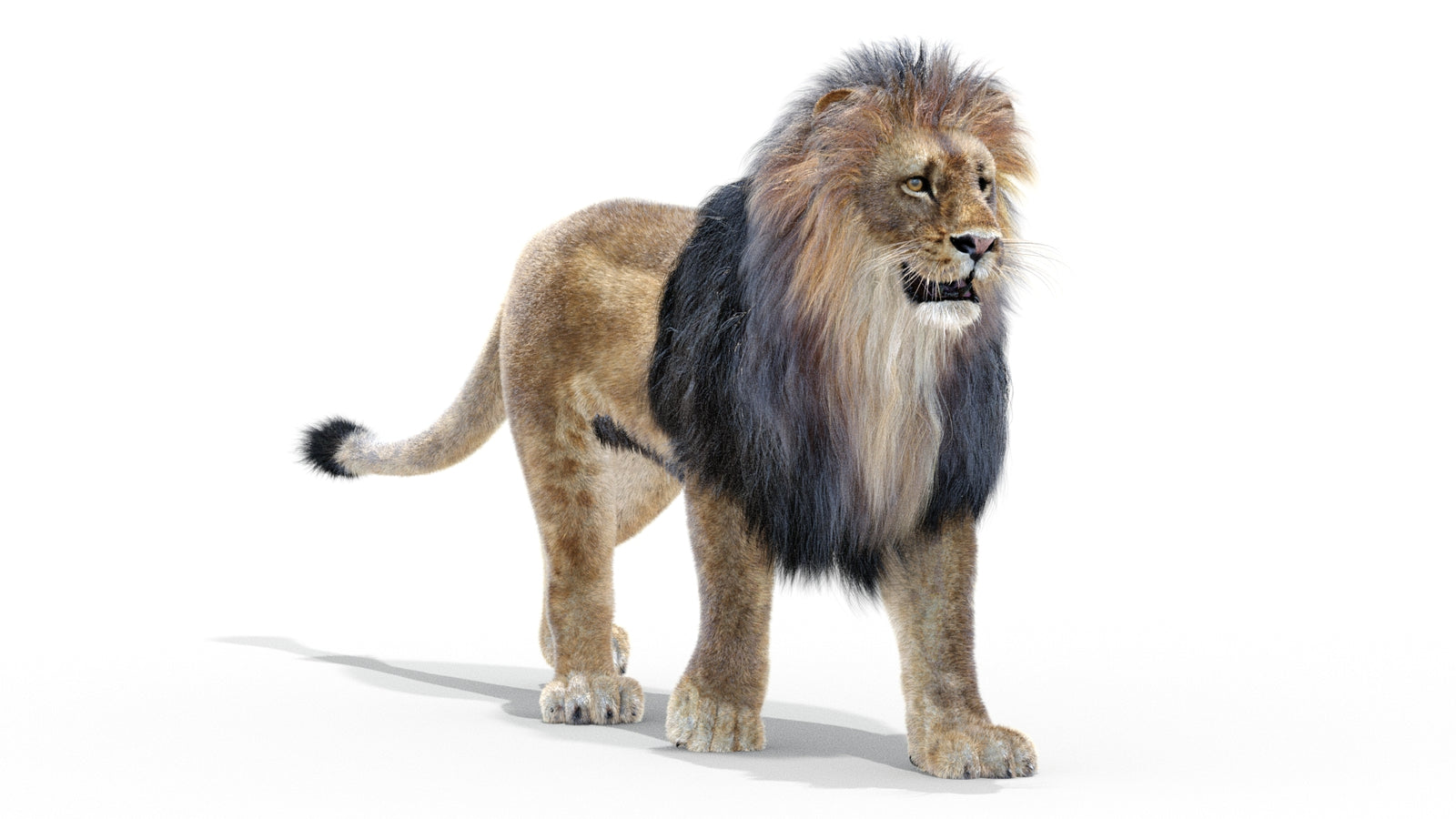 Animated Lion 3D Model with Fur 360° view 2 frame 3