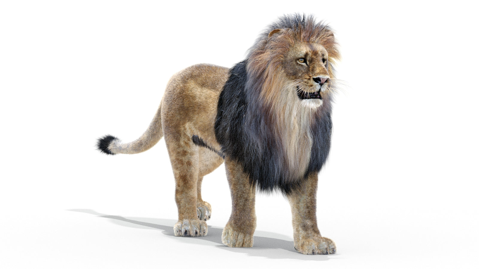 Animated Lion 3D Model with Fur 360° view 2 frame 5