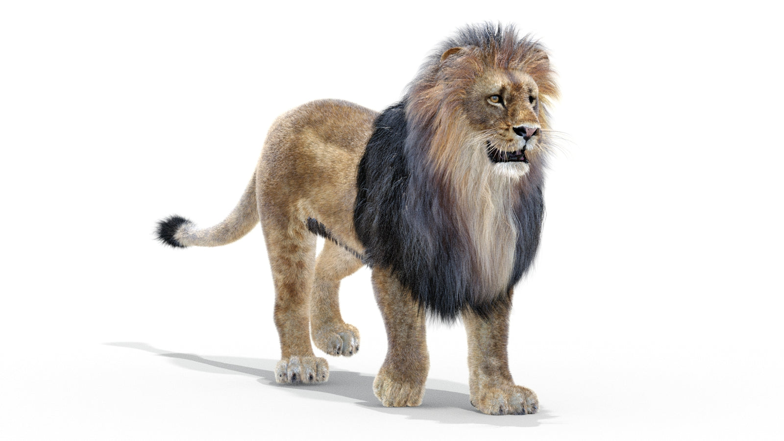 Animated Lion 3D Model with Fur 360° view 2 frame 8