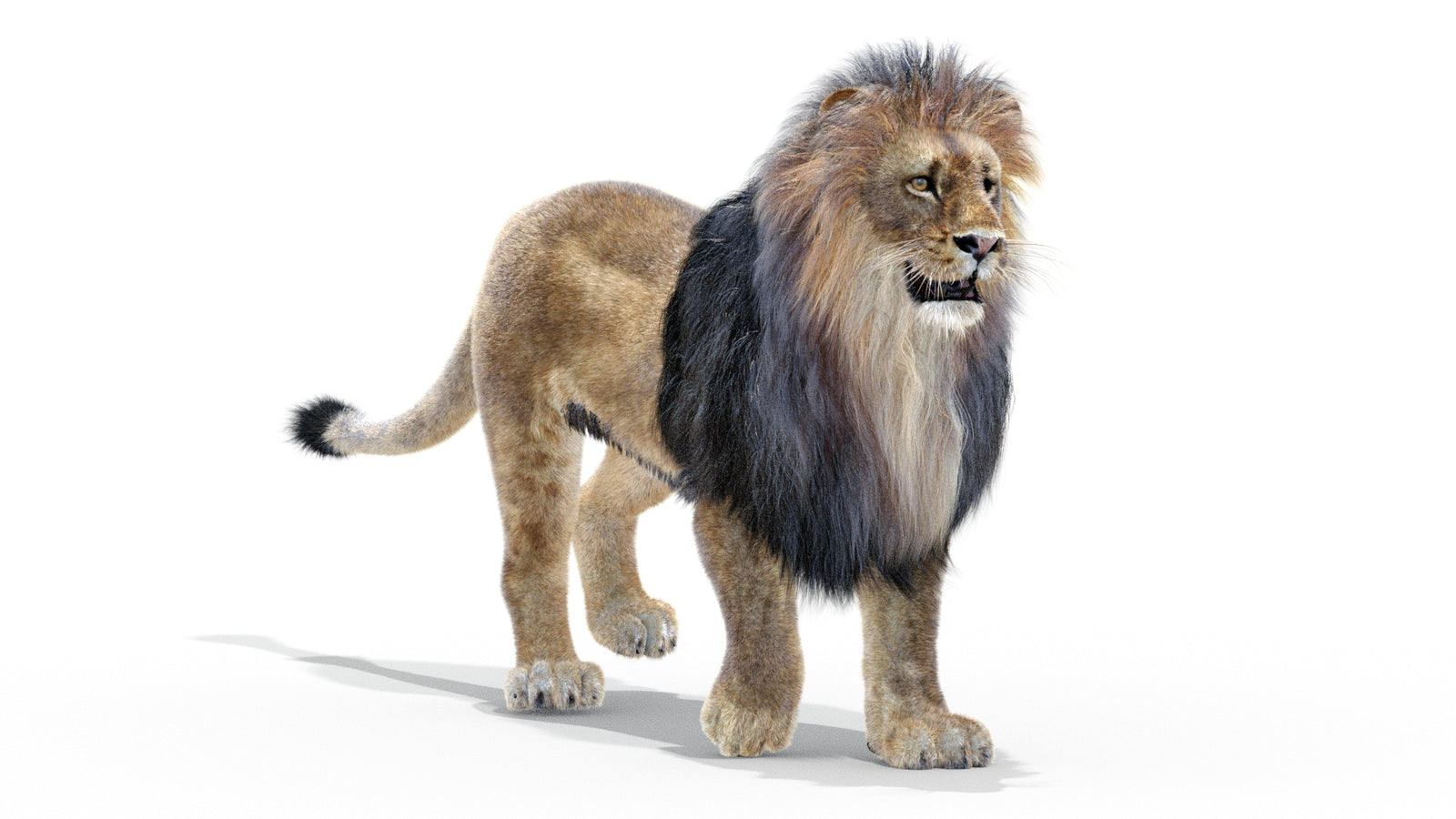 Animated Lion 3D Model with Fur 360° view 2 frame 9