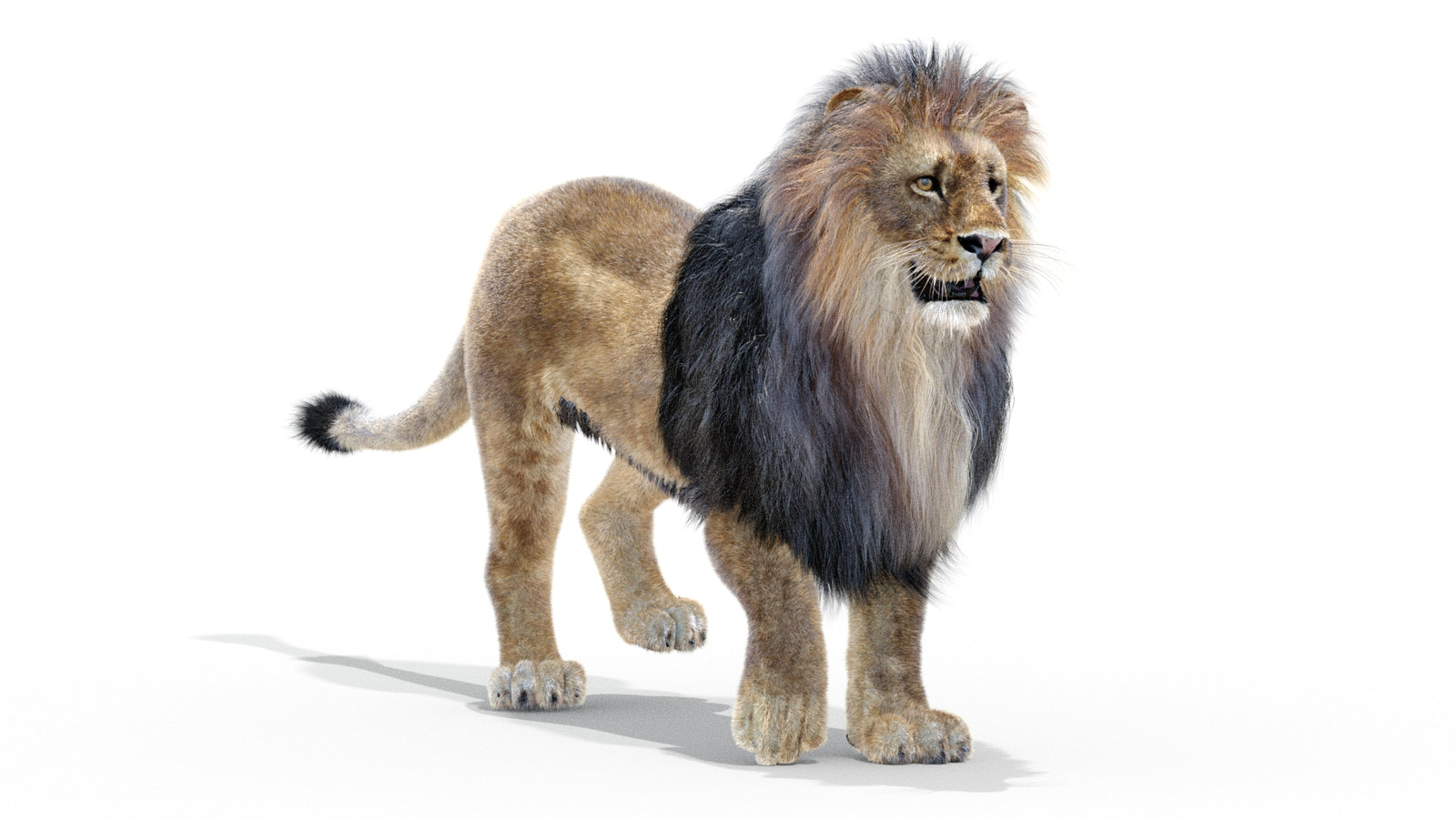 Animated Lion 3D Model with Fur 360° view 2 frame 12