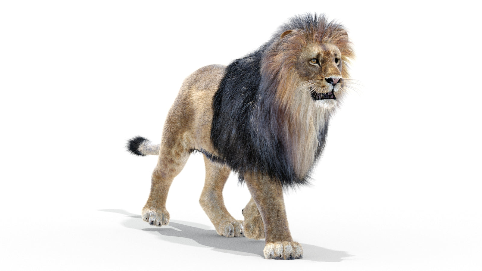 Animated Lion 3D Model with Fur 360° view 2 frame 28