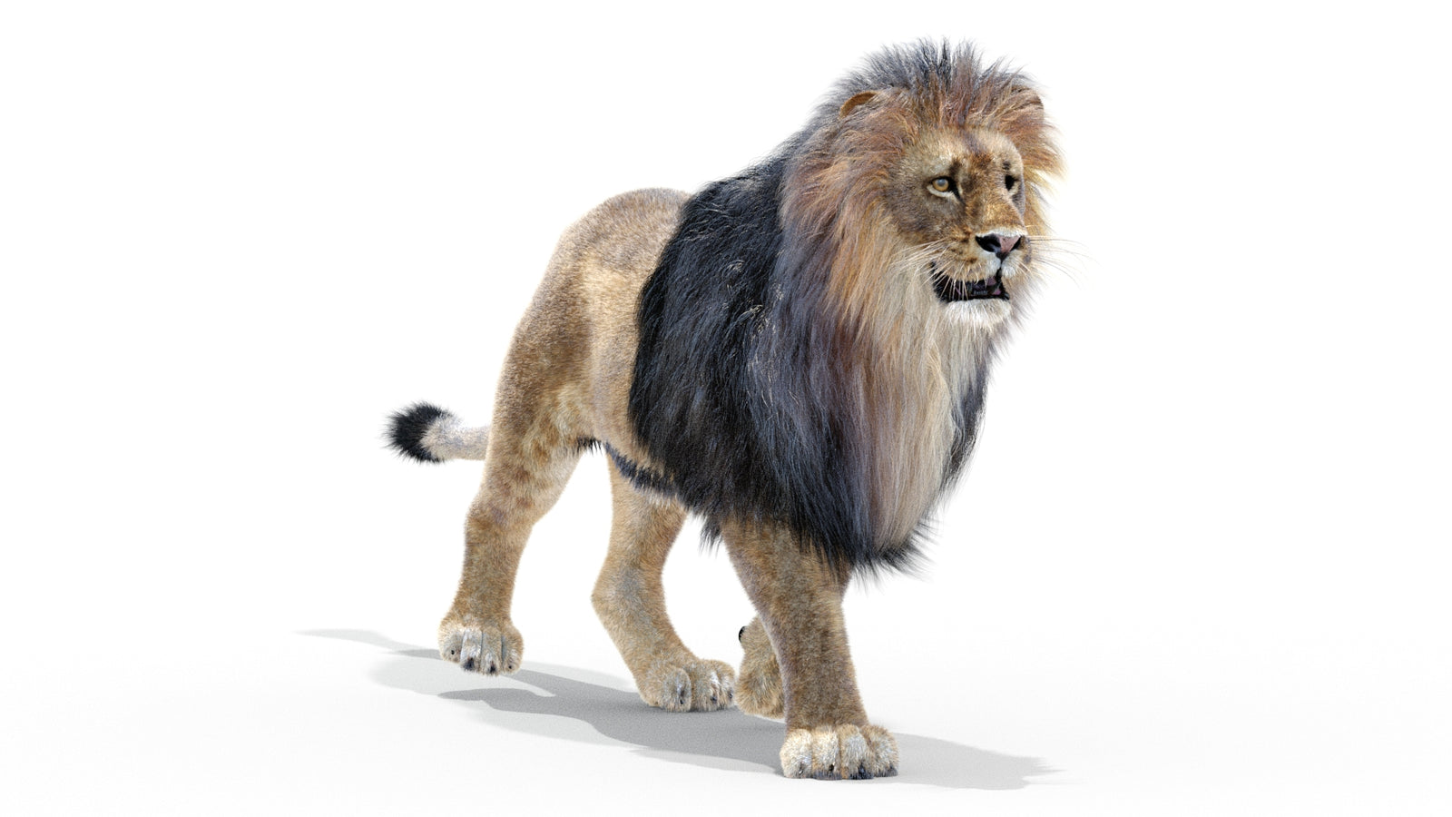 Animated Lion 3D Model with Fur 360° view 2 frame 30