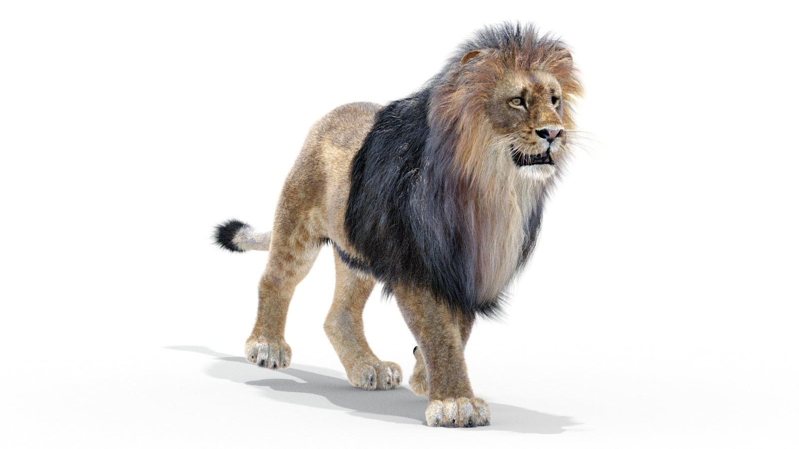 Animated Lion 3D Model with Fur 360° view 2 frame 31