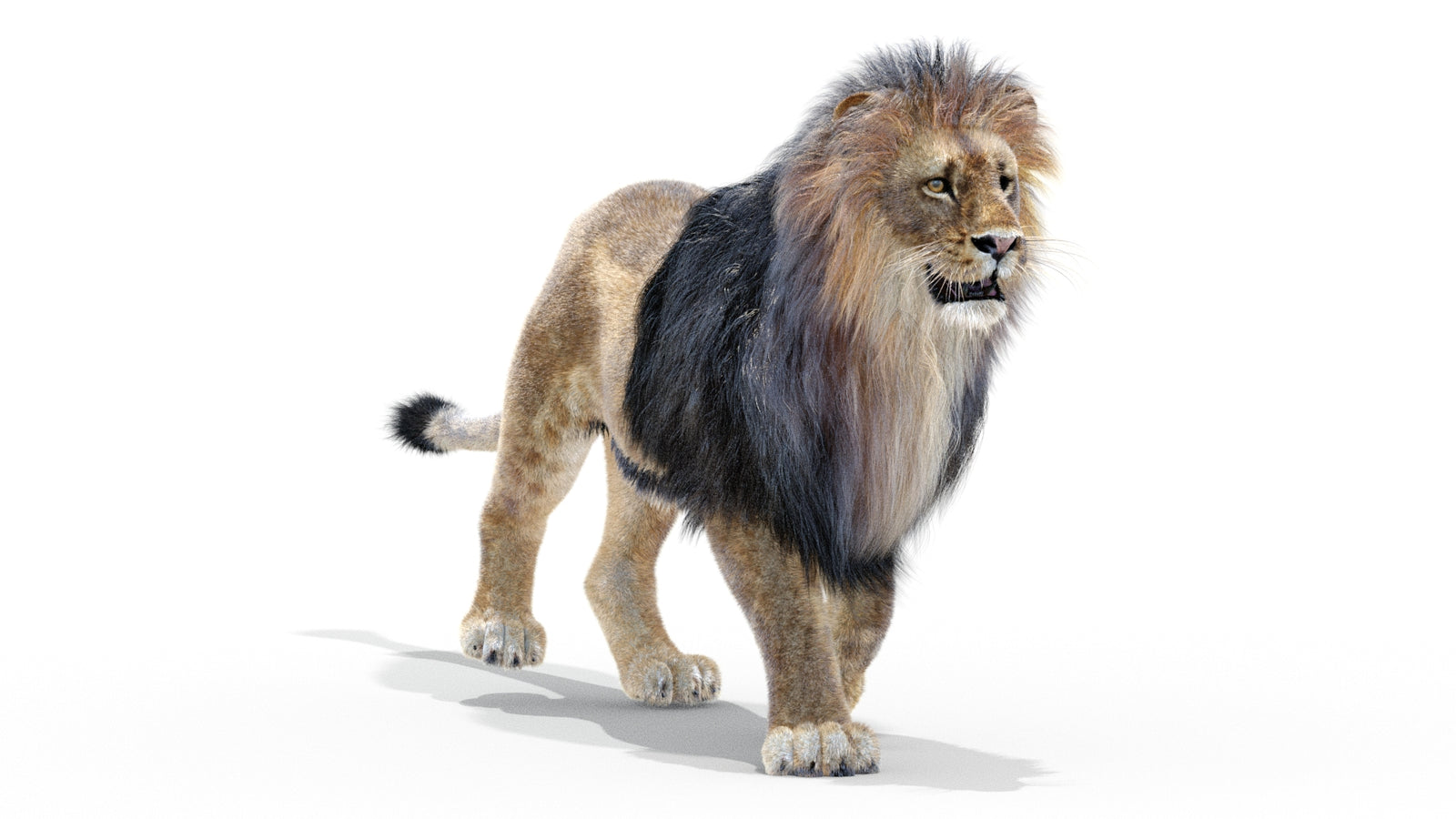 Animated Lion 3D Model with Fur 360° view 2 frame 33
