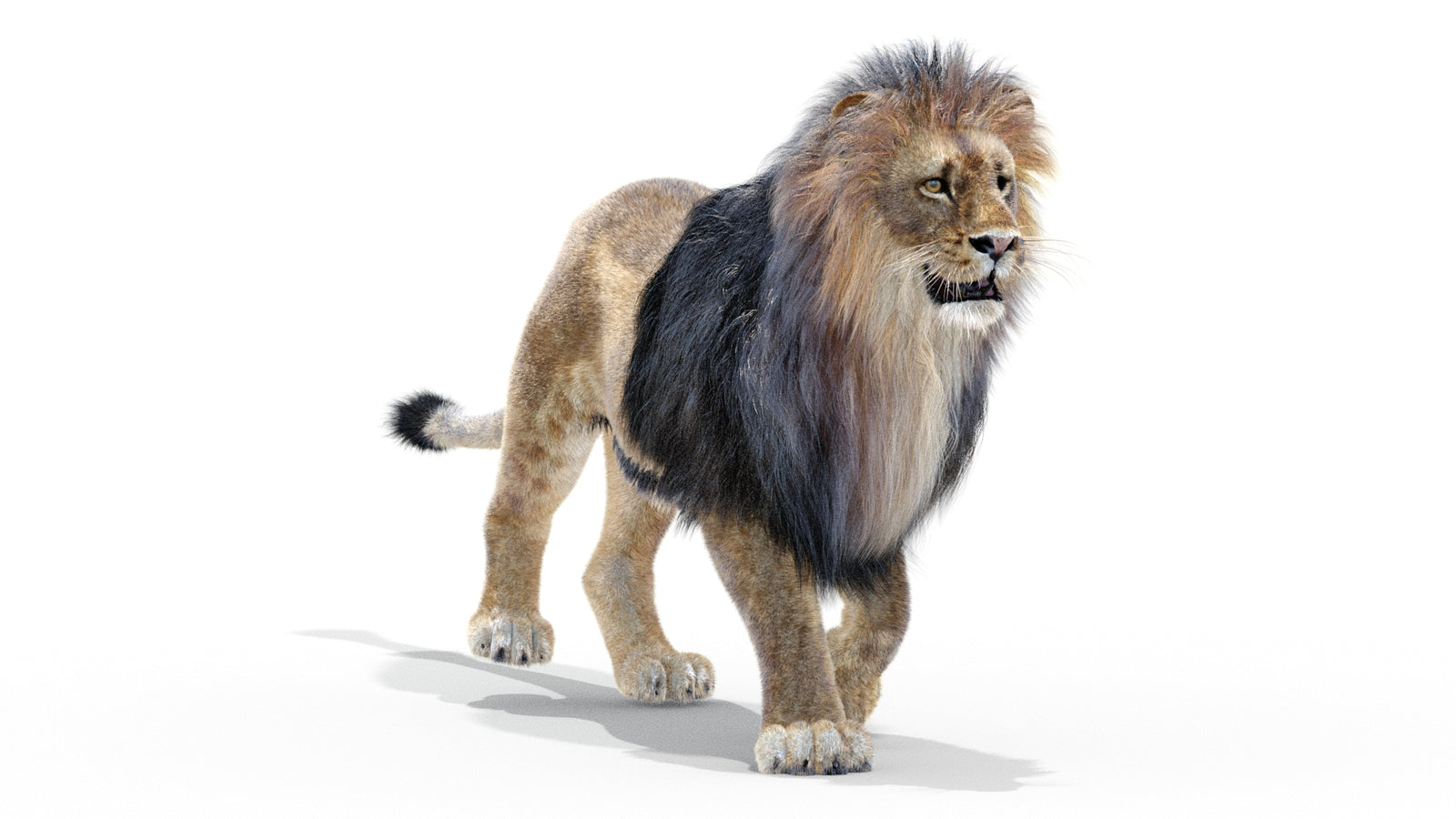 Animated Lion 3D Model with Fur 360° view 2 frame 34